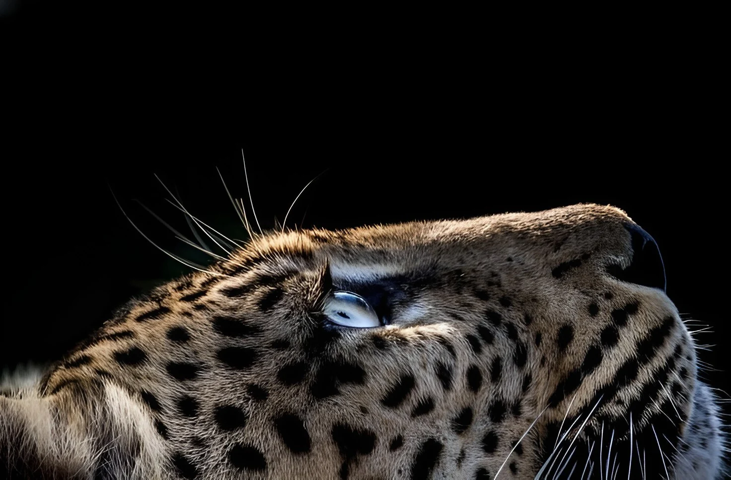 Leopard portrait in dramatic light