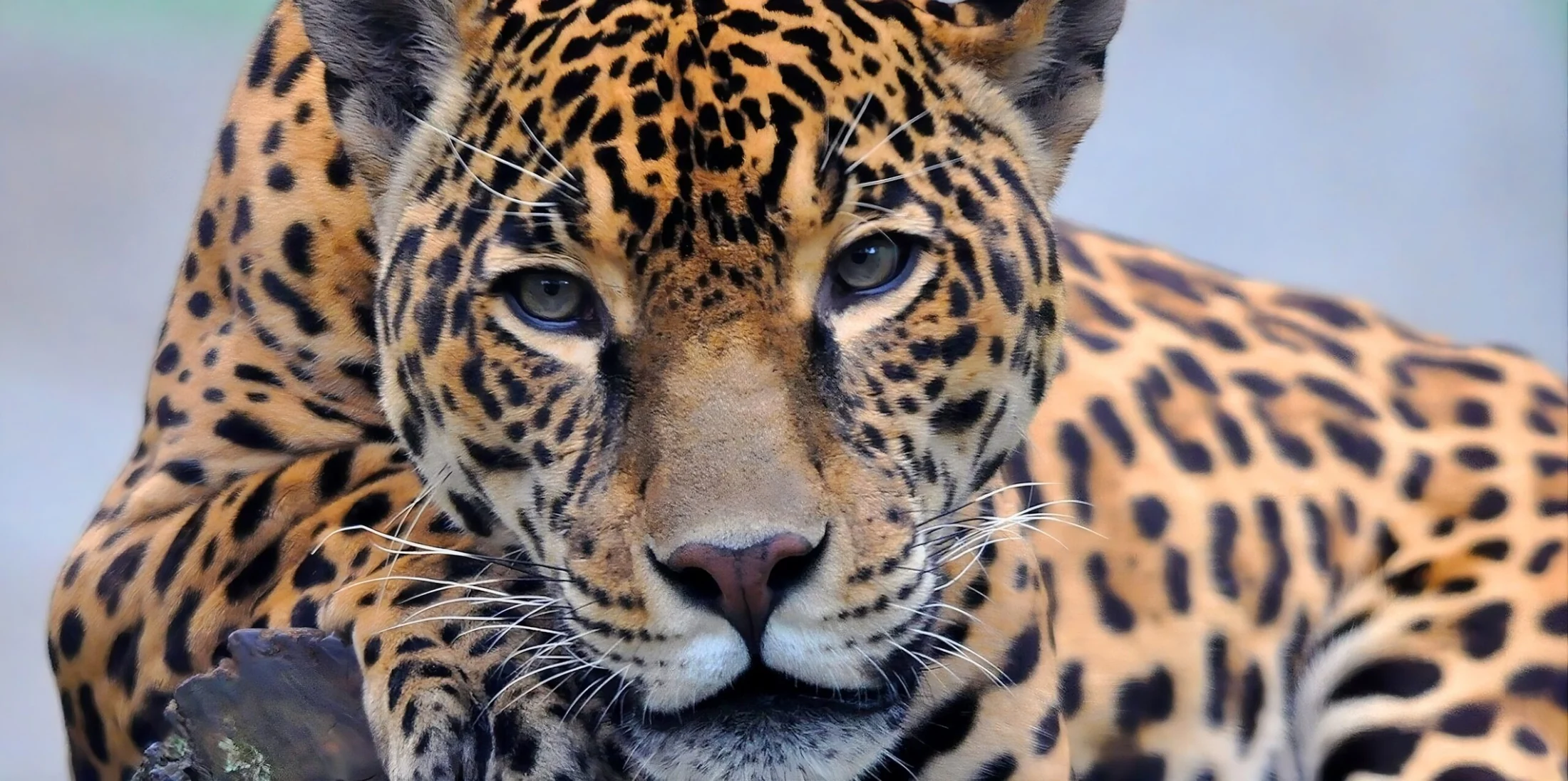 Leopard gaze
